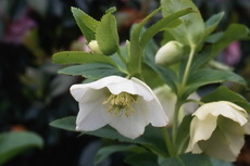 Helleborus Lenten Rose Helleborus Lenten Rose 02 - 230x153